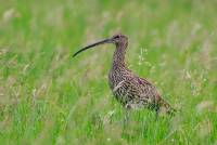 Grosser Brachvogel